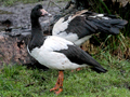 Magpie Goose